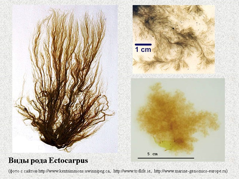Виды рода Ectocarpus   (фото с сайтов http://www.kentsimmons.uwinnipeg.ca, http://www.tcdlife.ie, http://www.marine-genomics-europe.ru)